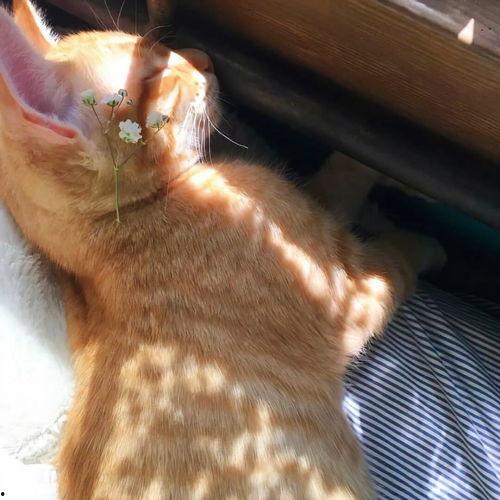 网红吃瓜视频合集文案,盘点热门视频合集幕后故事 第3张 网红吃瓜视频合集文案,盘点热门视频合集幕后故事 第3张