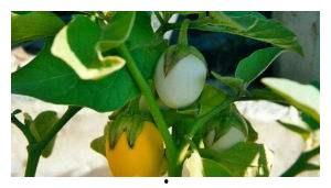 甜瓜概念爆料视频大全,揭秘热门甜瓜背后的故事 第1张 甜瓜概念爆料视频大全,揭秘热门甜瓜背后的故事 第1张